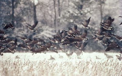 Chesapeake Bay bag limits for geese & mallards reduced