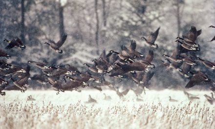 Chesapeake Bay bag limits for geese & mallards reduced