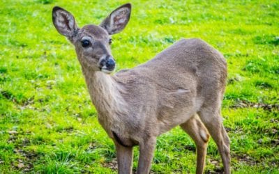CWD Confirmed in Another Kansas County