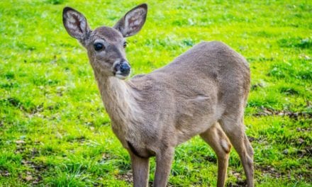 CWD Confirmed in Another Kansas County
