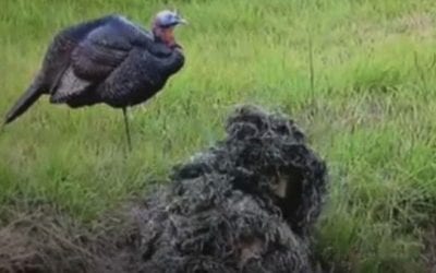 Does This Guy Really Think He Can Catch a Turkey With His Bare Hands?