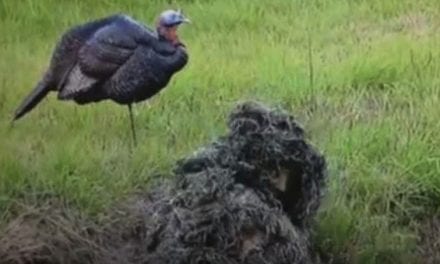 Does This Guy Really Think He Can Catch a Turkey With His Bare Hands?
