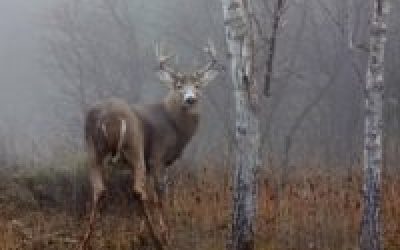 Fast and Light: Mobile Public Land Hunting Tips