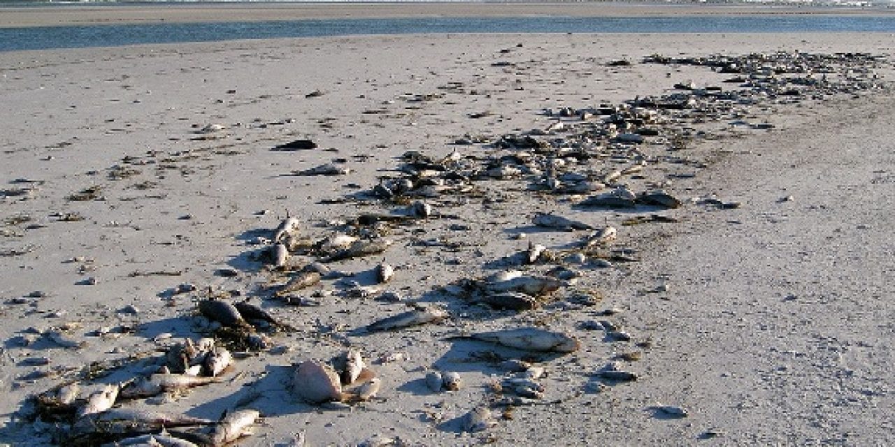 Florida- Red Tide Continues To Vanish From State Beaches