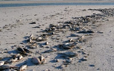 Florida- Red Tide Continues To Vanish From State Beaches