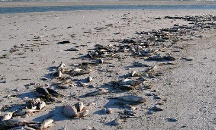 Florida- Red Tide Continues To Vanish From State Beaches