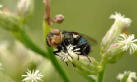 How a Fly Nearly Decimated Our Southern Deer Herds