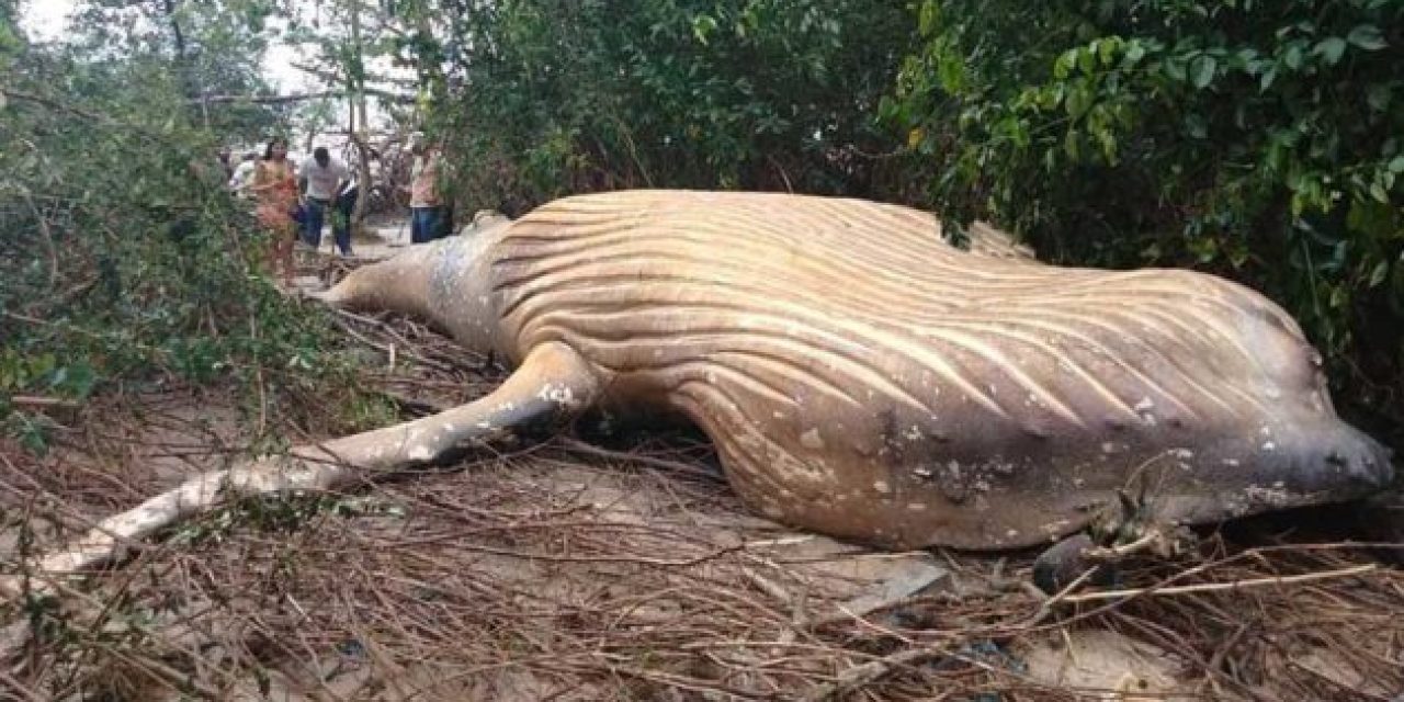 How Did This Dead Humpback Whale Wash Ashore in the Amazon Jungle?