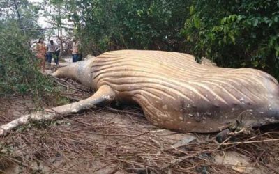 How Did This Dead Humpback Whale Wash Ashore in the Amazon Jungle?