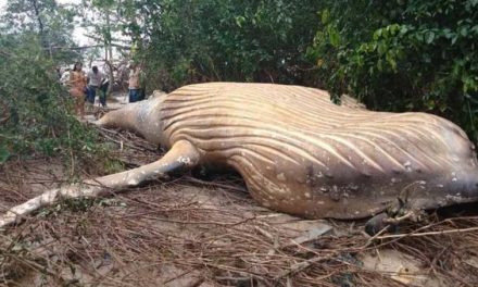 How Did This Dead Humpback Whale Wash Ashore in the Amazon Jungle?