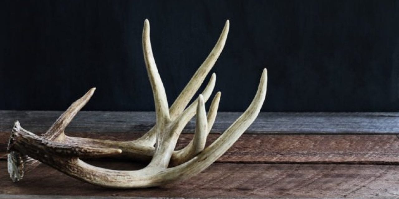 How Shed Hunting Now Will Help You Fill Your Buck Tag Come Hunting Season