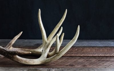 How Shed Hunting Now Will Help You Fill Your Buck Tag Come Hunting Season