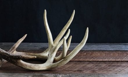 How Shed Hunting Now Will Help You Fill Your Buck Tag Come Hunting Season