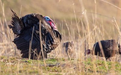 How to Pick Your Turkey Choke Tube