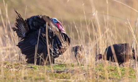 How to Pick Your Turkey Choke Tube