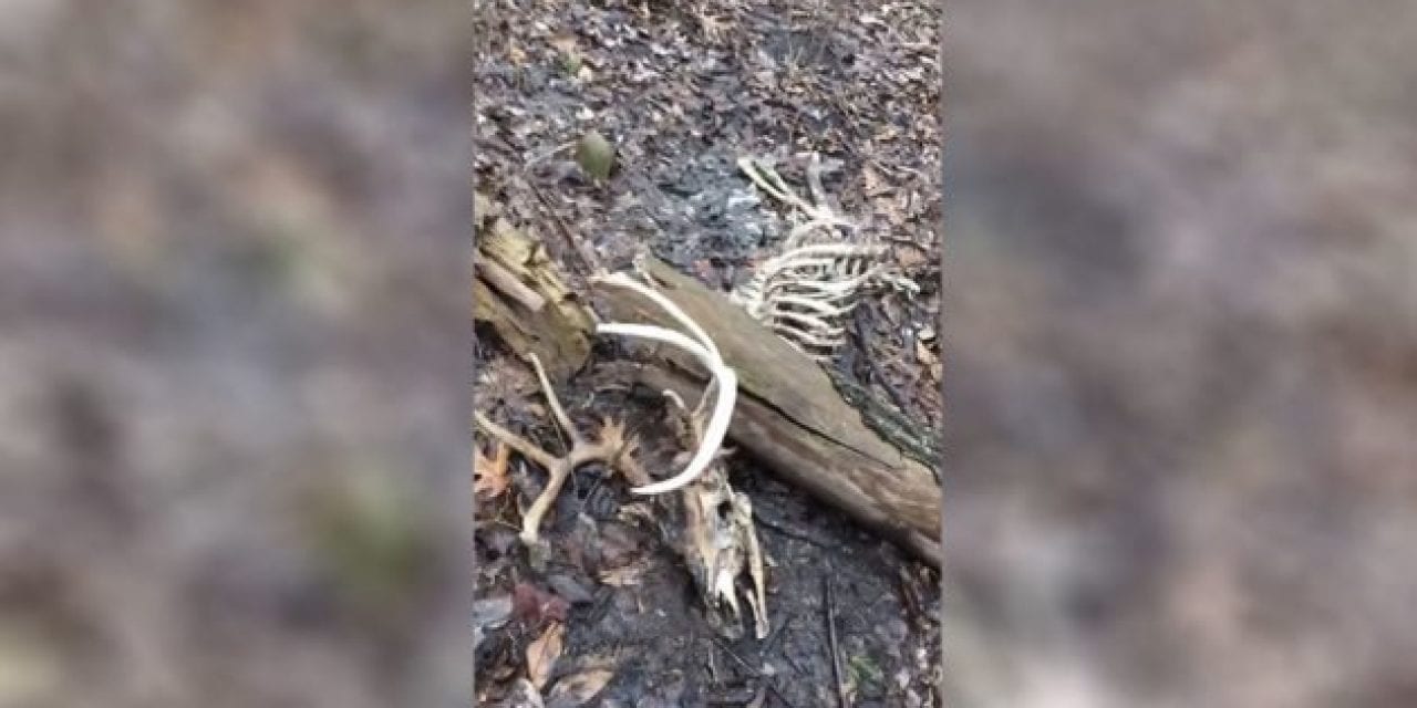 Hunter Finds Shooter Buck That Was Crushed by Fallen Tree