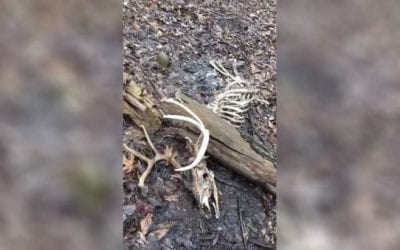 Hunter Finds Shooter Buck That Was Crushed by Fallen Tree