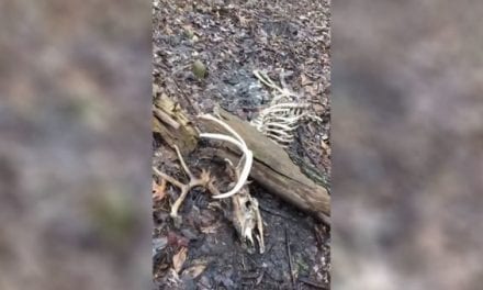 Hunter Finds Shooter Buck That Was Crushed by Fallen Tree