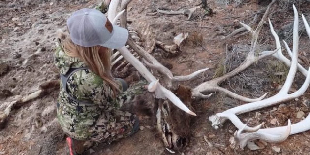 Hushin Crew Finds Single Shed, Set and Dead Head From the Same Bull