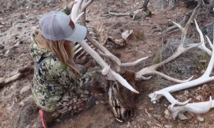 Hushin Crew Finds Single Shed, Set and Dead Head From the Same Bull