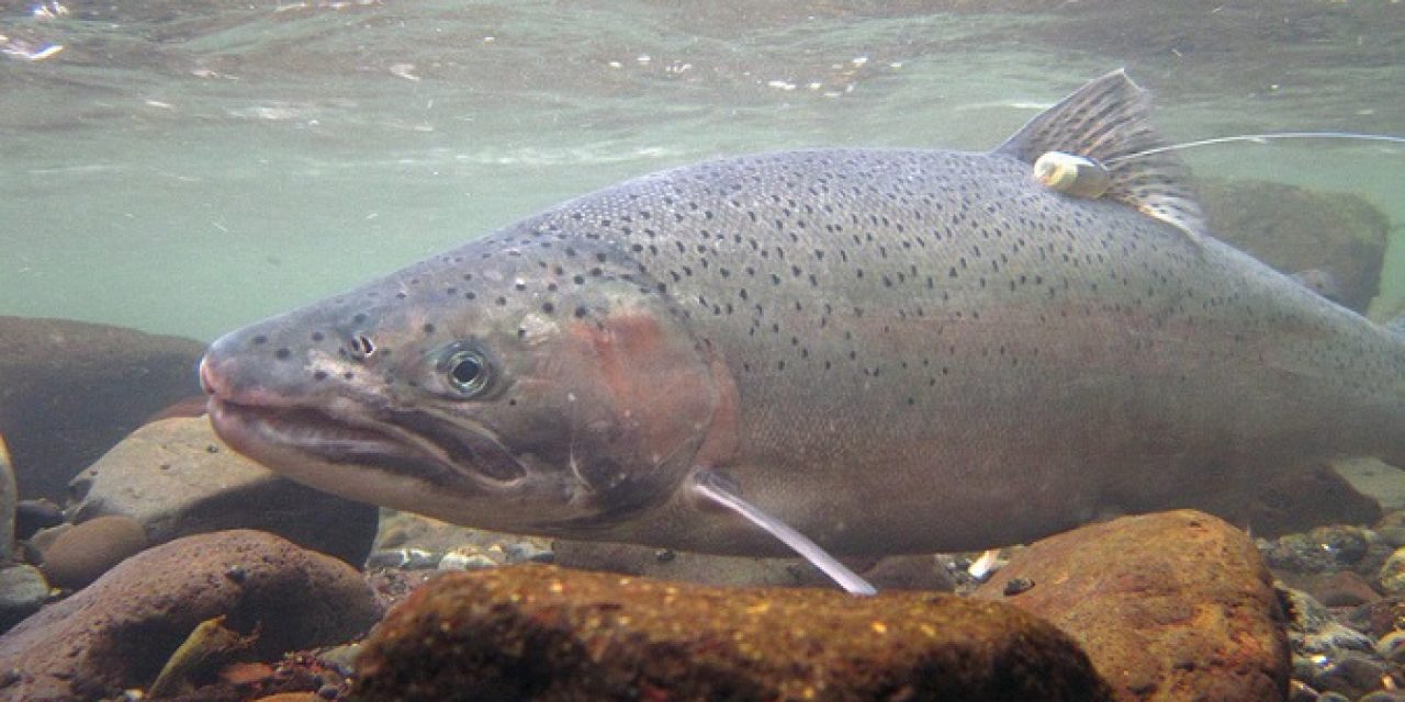 Idaho plan safeguards wild steelhead, NOAA Fisheries review finds