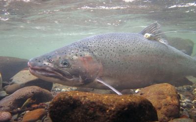 Idaho plan safeguards wild steelhead, NOAA Fisheries review finds