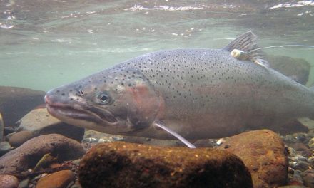 Idaho plan safeguards wild steelhead, NOAA Fisheries review finds