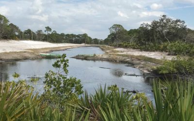 Juvenile Tarpon Habitat Connectivity