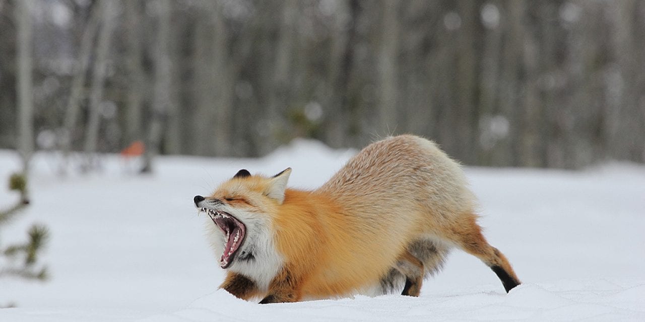 Last Frame: Foxy Stretch