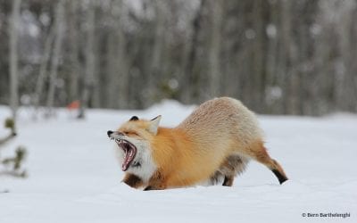 Last Frame: Foxy Stretch