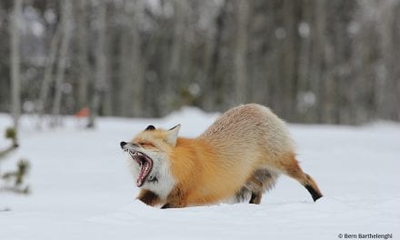 Last Frame: Foxy Stretch