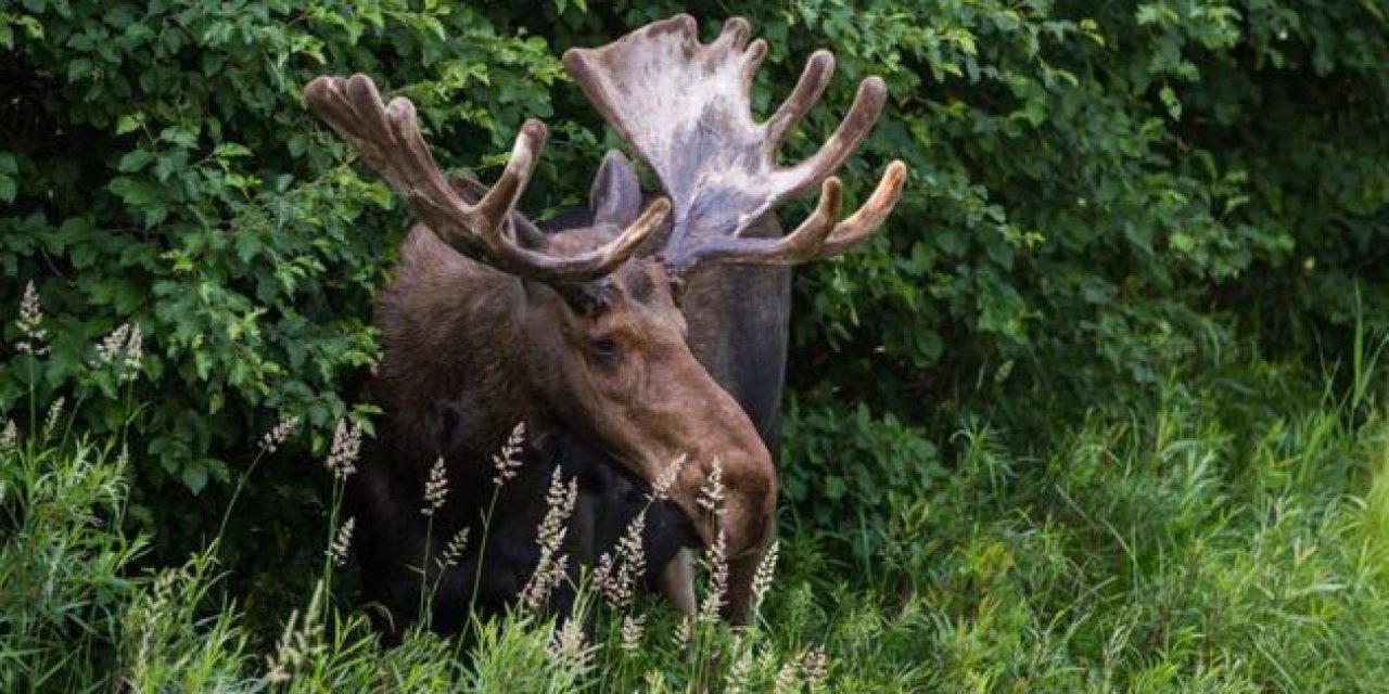 Maine May Have Even More Moose Tags to Go Around Next Year