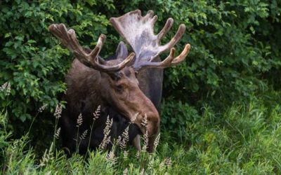 Maine May Have Even More Moose Tags to Go Around Next Year