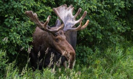 Maine May Have Even More Moose Tags to Go Around Next Year