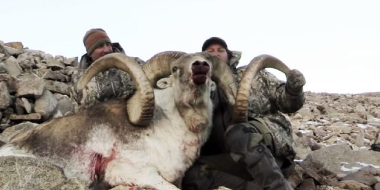 Marco Polo Sheep Hunt in Tajikistan Ends With Two World-Class Rams
