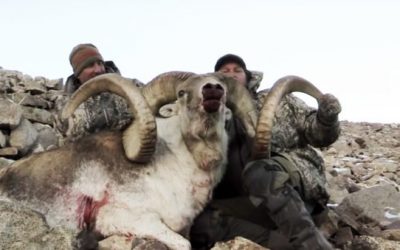 Marco Polo Sheep Hunt in Tajikistan Ends With Two World-Class Rams
