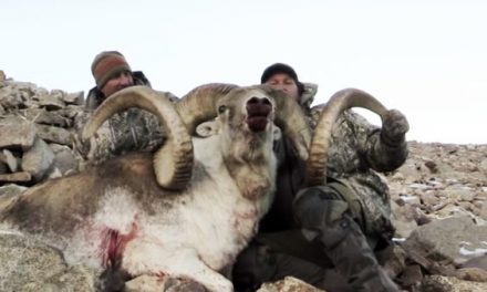 Marco Polo Sheep Hunt in Tajikistan Ends With Two World-Class Rams