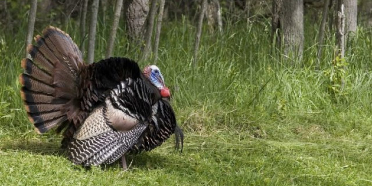 MDC Predicts a Down Year for Spring Turkey Hunting