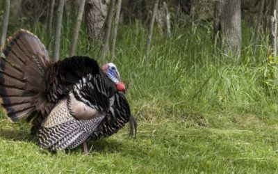 MDC Predicts a Down Year for Spring Turkey Hunting