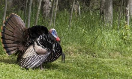 MDC Predicts a Down Year for Spring Turkey Hunting