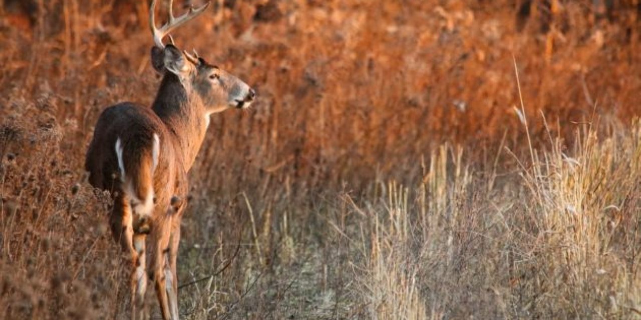 Minnesota Gov. Hopes $4.5 Million Will Stop the Spread of CWD