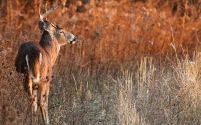 Minnesota Gov. Hopes $4.5 Million Will Stop the Spread of CWD