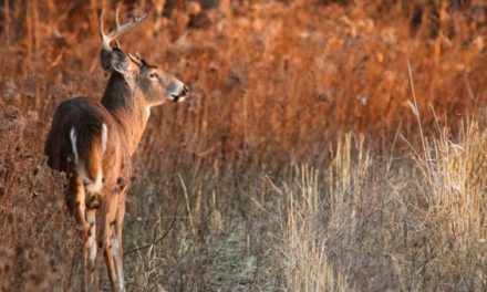 Minnesota Gov. Hopes $4.5 Million Will Stop the Spread of CWD