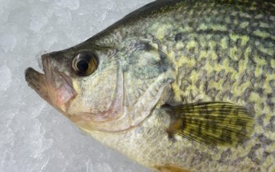 Nebraska Fishing Featured on Another TV Show!