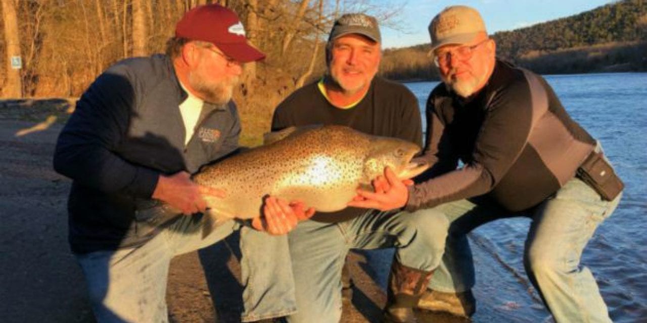 New Missouri State Record Brown Trout Obliterates Old Record