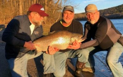 New Missouri State Record Brown Trout Obliterates Old Record