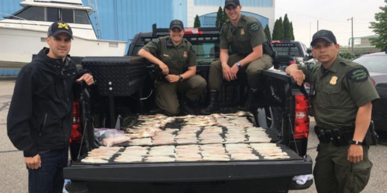 Poachers Who Took 65 Walleyes from Detroit River Hit with Big Fines