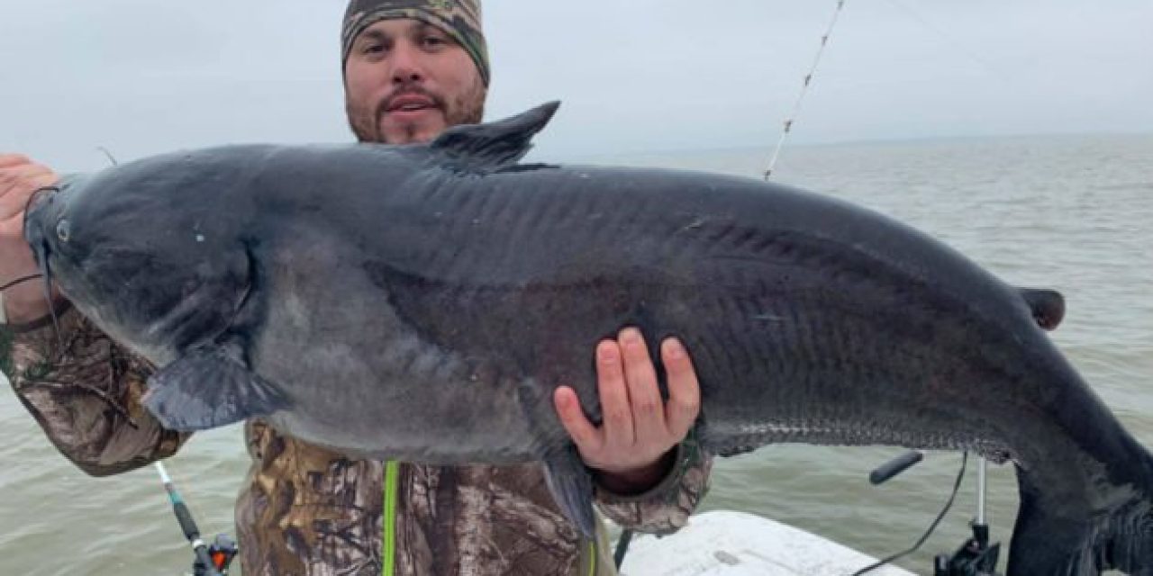 Potential Texas State Record Channel Catfish Turns Out to Be a Hybrid!