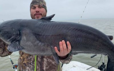 Potential Texas State Record Channel Catfish Turns Out to Be a Hybrid!