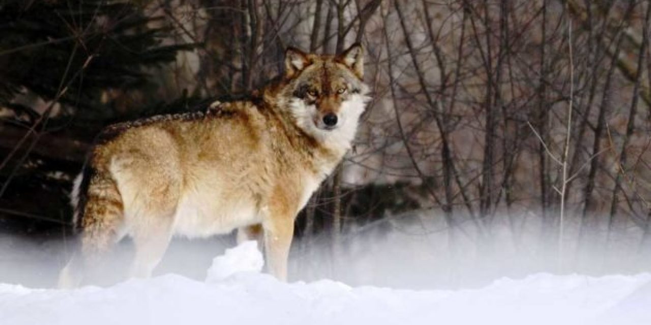 Sensible Wolf Management Could Be in Store for Minnesota